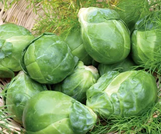Brussels Sprout &lsquo;Long Island&rsquo;, The Diggers Club