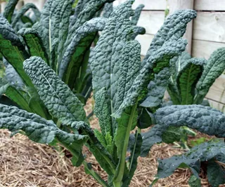 Kale ‘Tuscan Cavolo Nero’, The Diggers Club