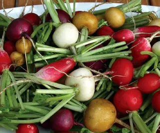 Radish Heirloom Mix, The Diggers Club