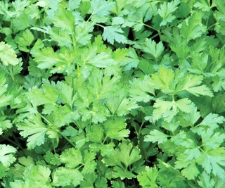 Parsley &lsquo;Continental&rsquo;, The Diggers Club