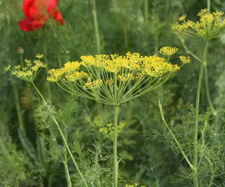 Dill &lsquo;Bouquet&rsquo; (Organic), The Diggers Club