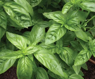 Sweet Basil, The Diggers Club