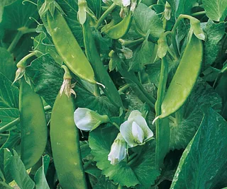 Pea ‘Snow Pea’ Dwarf, The Diggers Club