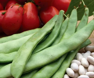 Bean ‘Italian Romano’, The Diggers Club