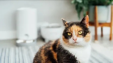 Multicoloured cat in foreground with an automatic pet feeder in the background.