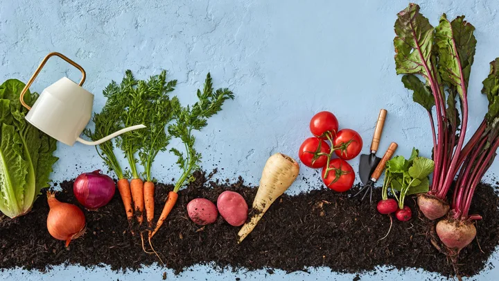 line of dirt with fully grown vegies on top with a watering can carrots, beets and tomatoes