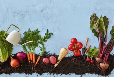 line of dirt with fully grown vegies on top with a watering can carrots, beets and tomatoes