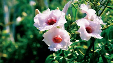 pink Pandorea jasminoides