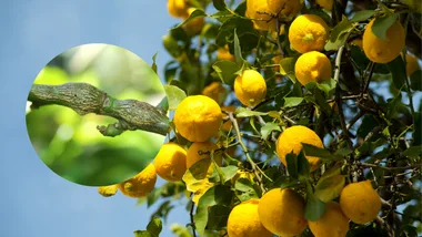 citrus gall wasp bump on lemon tree