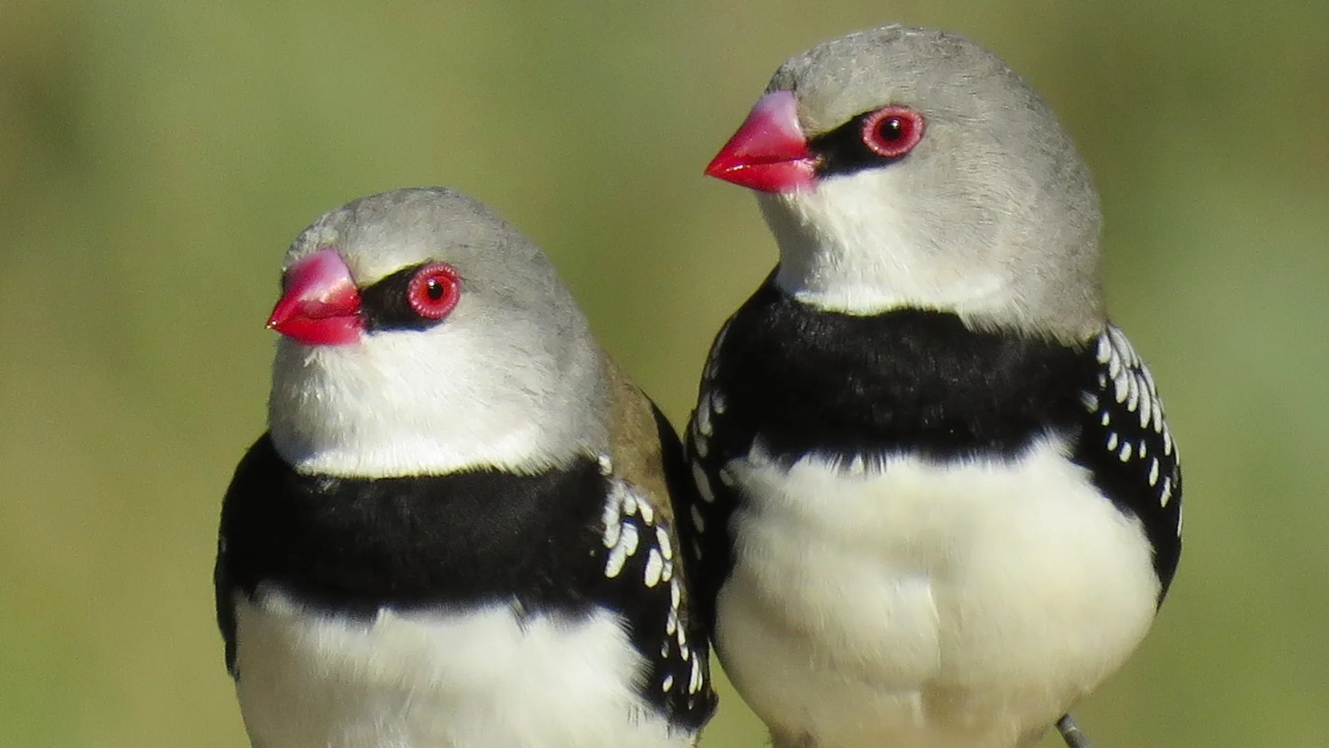 two diamond firetail birds