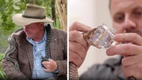 side by side of dr harry holding a diamond python and snake being milked for anti venom
