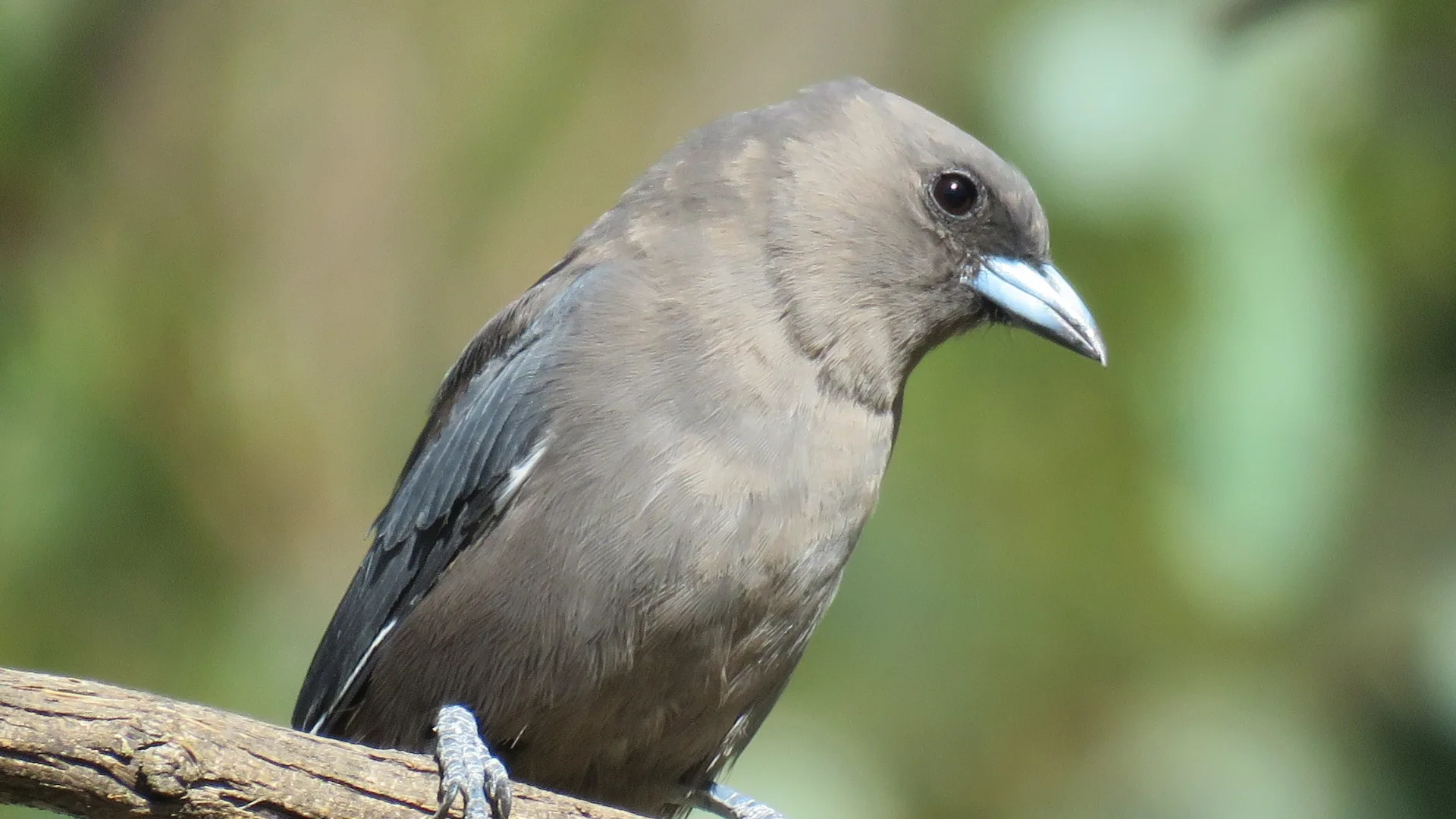 Dusky woodswallow bird ina tree