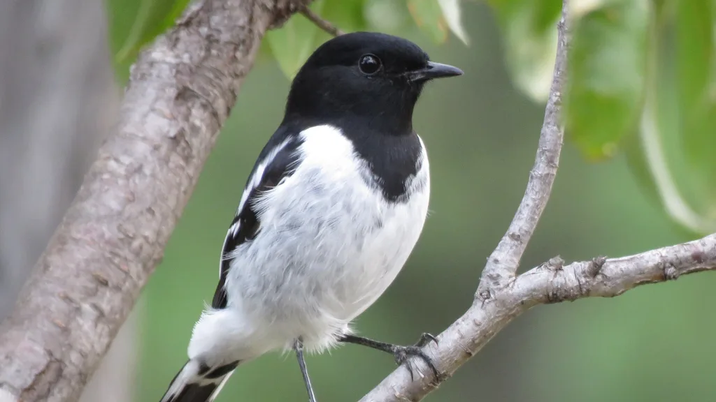 hooded robin bird sitting in a tree