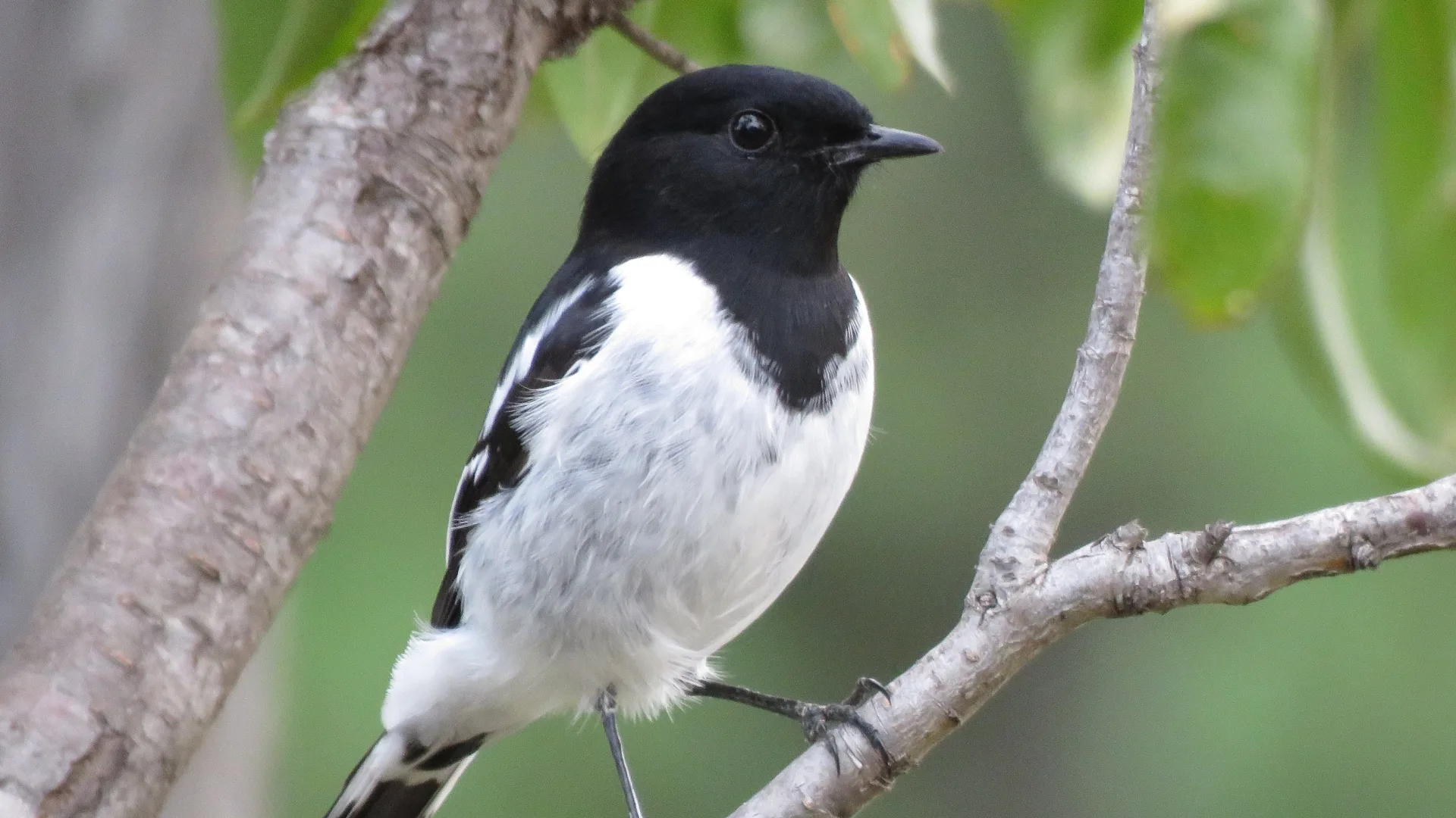 hooded robin bird sitting in a tree