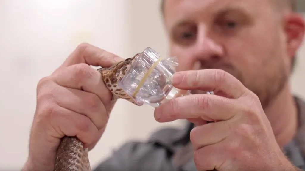billy collett from Australian Reptile Park milking a death adder snake to make anti venom