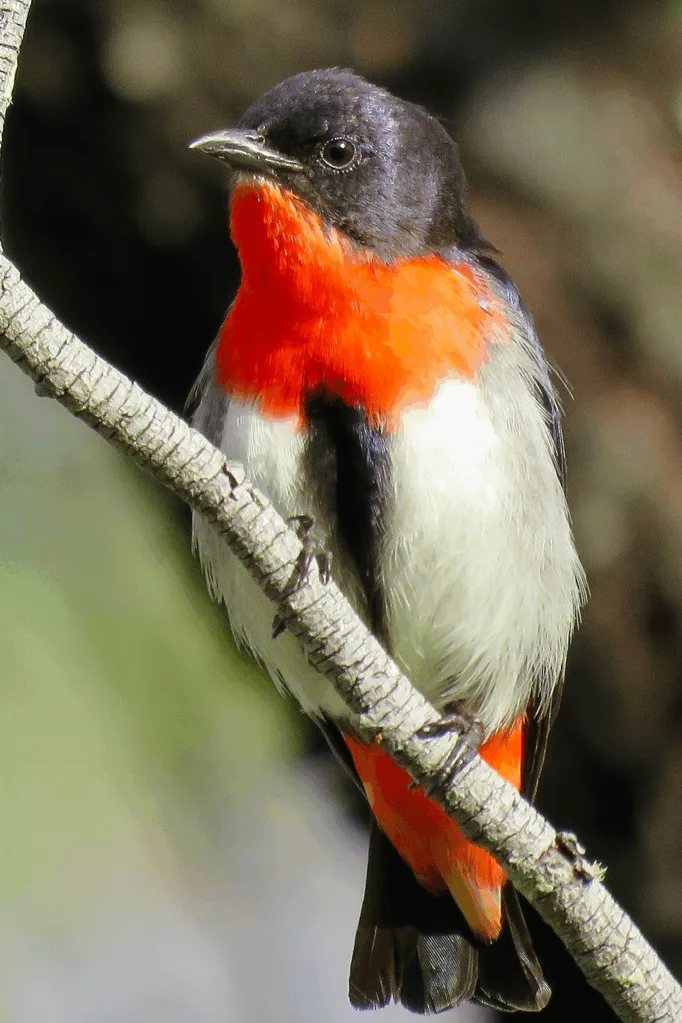 mistletoe bird sitting on a branch