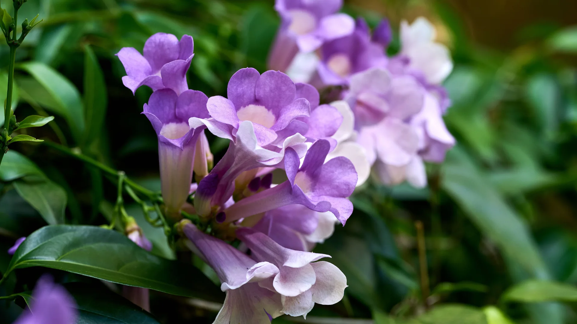 Purple pandorea growing in garden