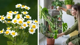 Use this common garden daisy to make your own natural insecticide