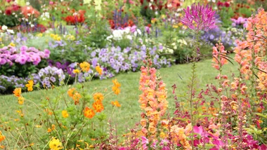 From garden to vase: a simple guide to growing your own bouquets
