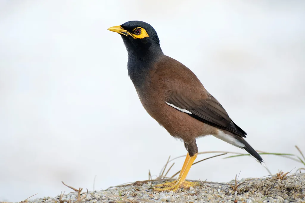 common myna or indian mynah bird on sandy floor with brown body and black head and yellow bill