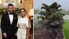 David Beckham’s garden is giving major inspiration vibes