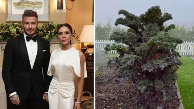 David Beckham’s garden is giving major inspiration vibes