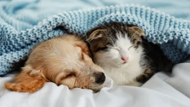 A small, light brown puppy and a tabby and white kitten are sleeping close together under a cosy, light blue knitted blanket on white sheets.