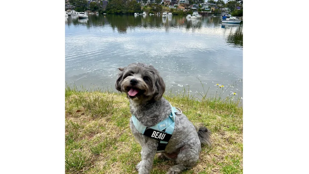 A small, fluffy grey dog named Beau sits by a body of water, facing the camera with his tongue out, wearing a sky blue Dog Friendly Co. harness with his name tag clearly visible. In the background, there is a river, grassy bank, trees and several boats on the water.