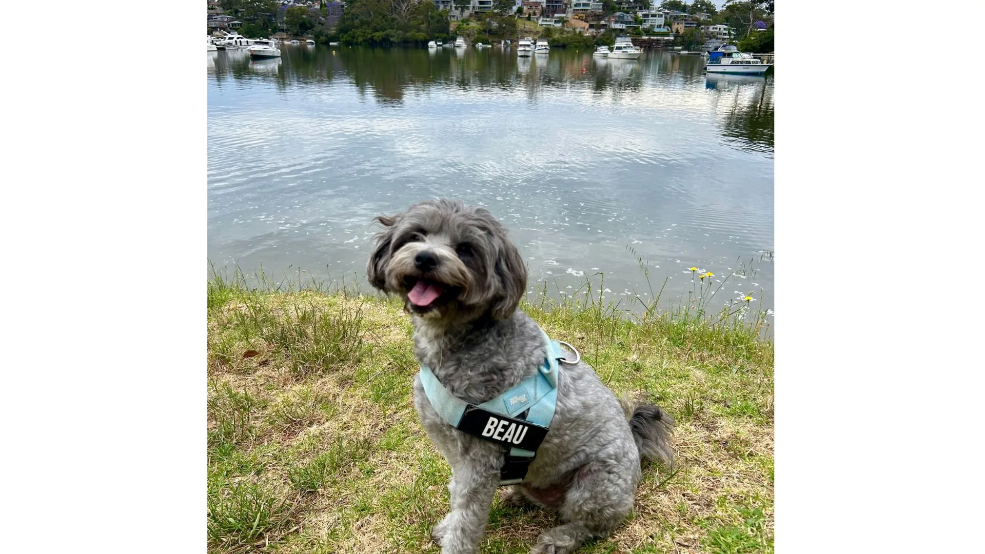 A small, fluffy grey dog named Beau sits by a body of water, facing the camera with his tongue out, wearing a sky blue Dog Friendly Co. harness with his name tag clearly visible. In the background, there is a river, grassy bank, trees and several boats on the water.
