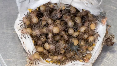 funnel web spider sac