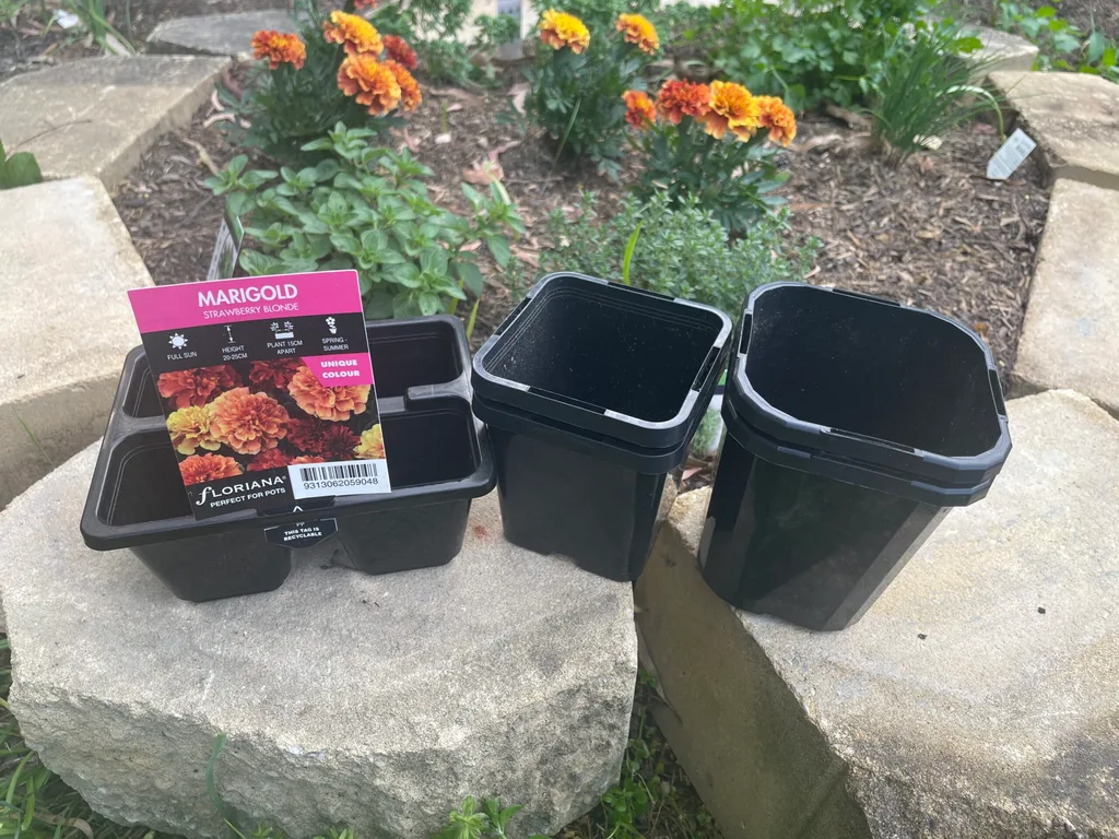 three plastic plant pots ready to be recycled one with a marigold label on it and herb garden bed behind it