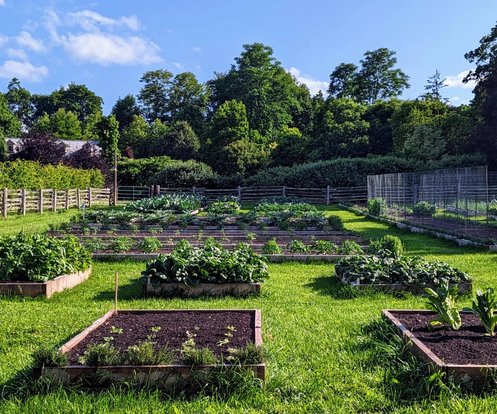 martha stewart veggie garden
