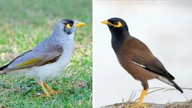 miner bird on grass facing right and myna bird on sand facing left