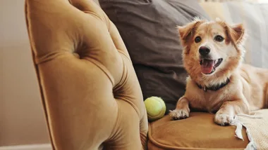 Petstock coupon code