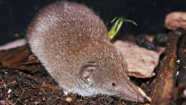 an adult and grey hairy Greater white-toothed shrew , Crcodura russula