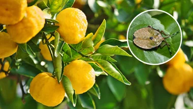 sting bug on citrus tree