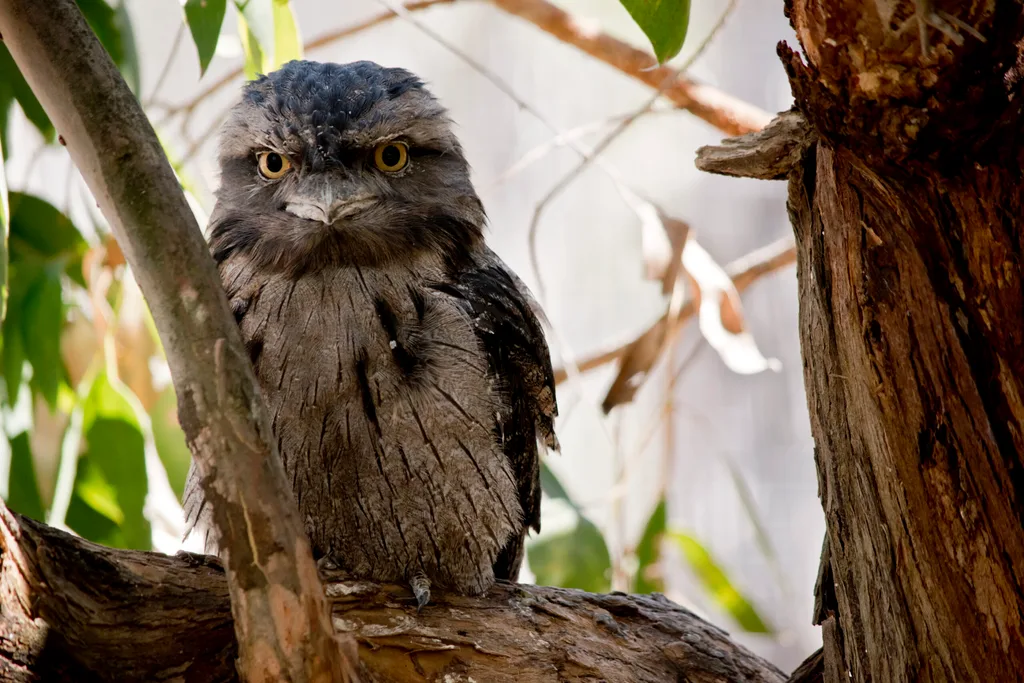 tawny frogmouth sitting on tree branch will yellow piercing eyes