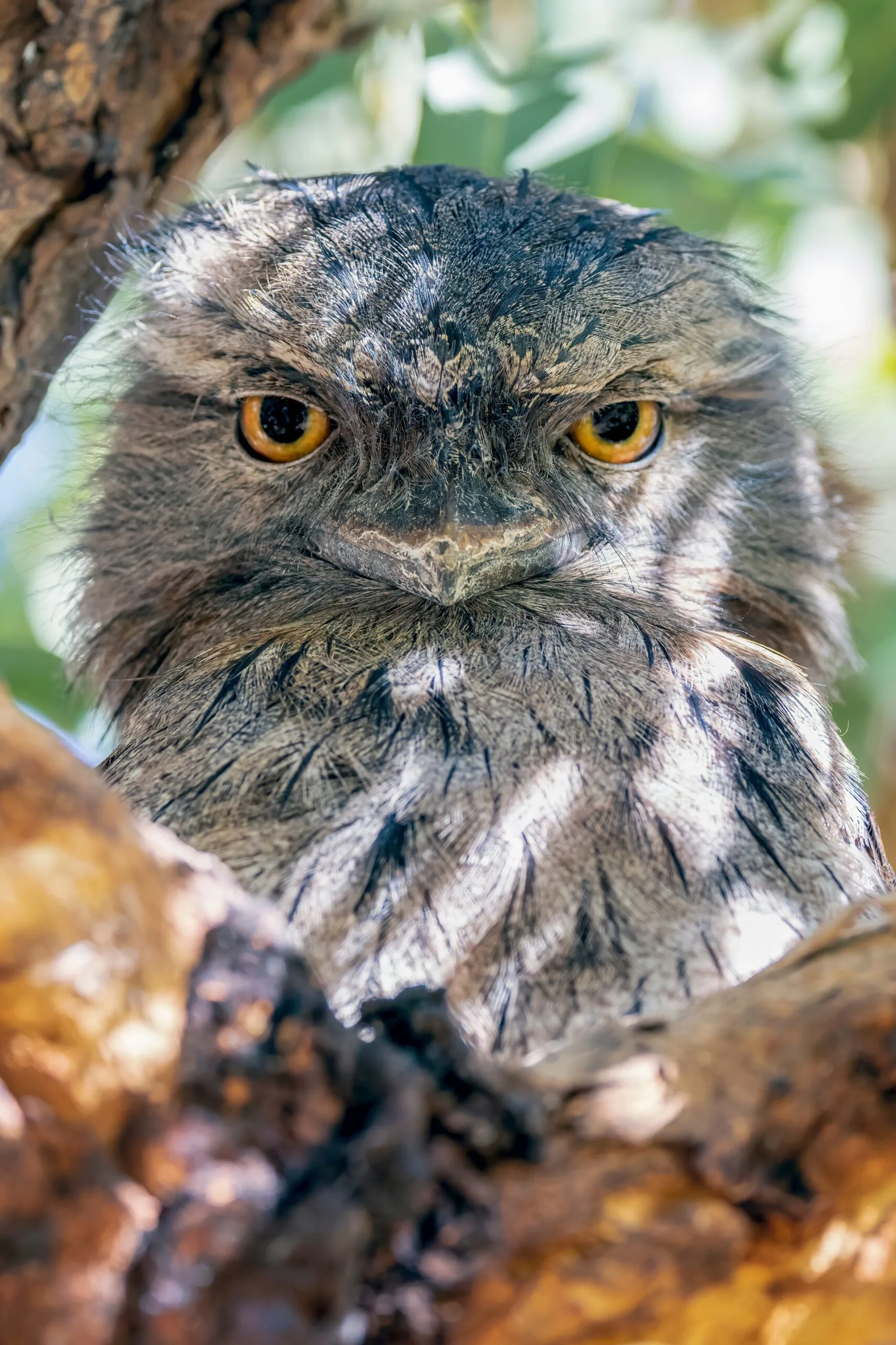 tawny frogmouth staring in tree