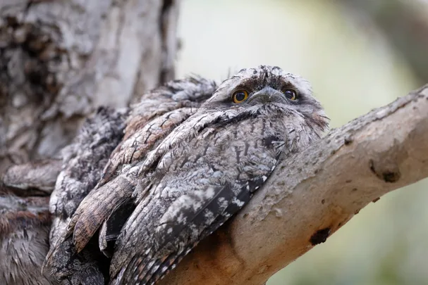 tawny frogmouth bird of the year sitting on tree branch with more sitting behind him