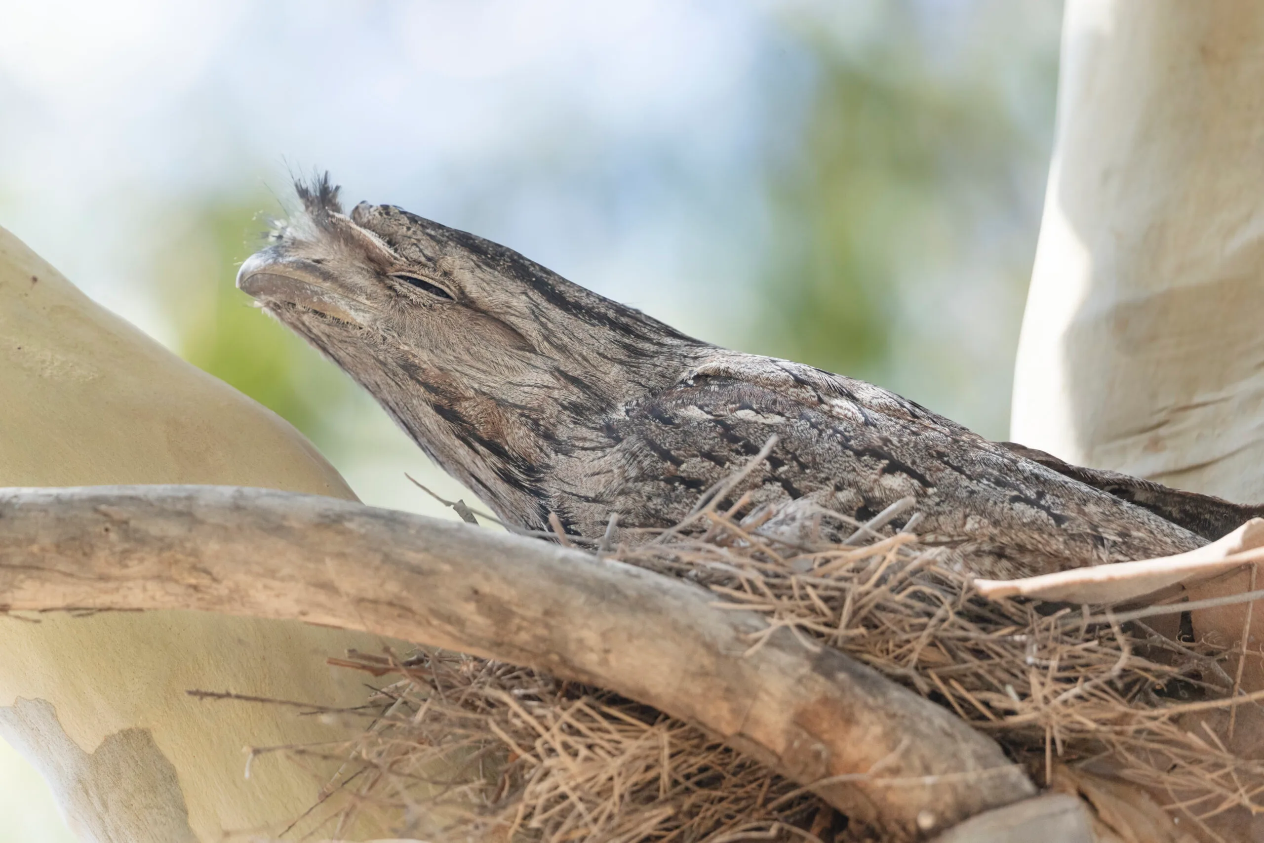 Tawny frogmouth trying to camouflage in tree on nest