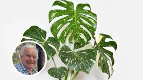 thai constellation monstera