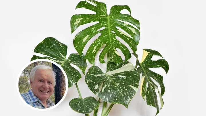 thai constellation monstera