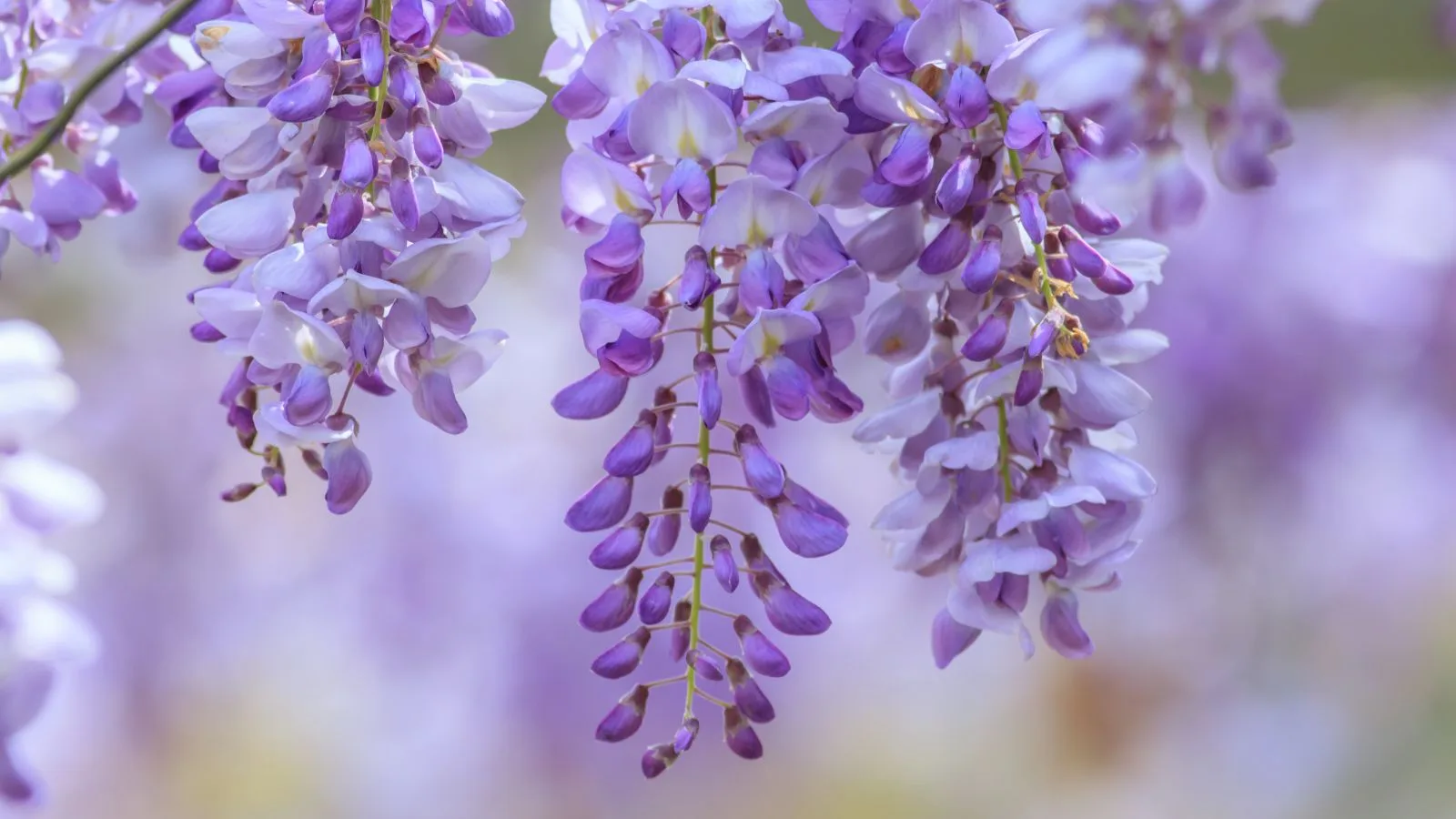 beautiful flowering wisteria offshoots
