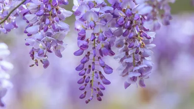 beautiful flowering wisteria offshoots