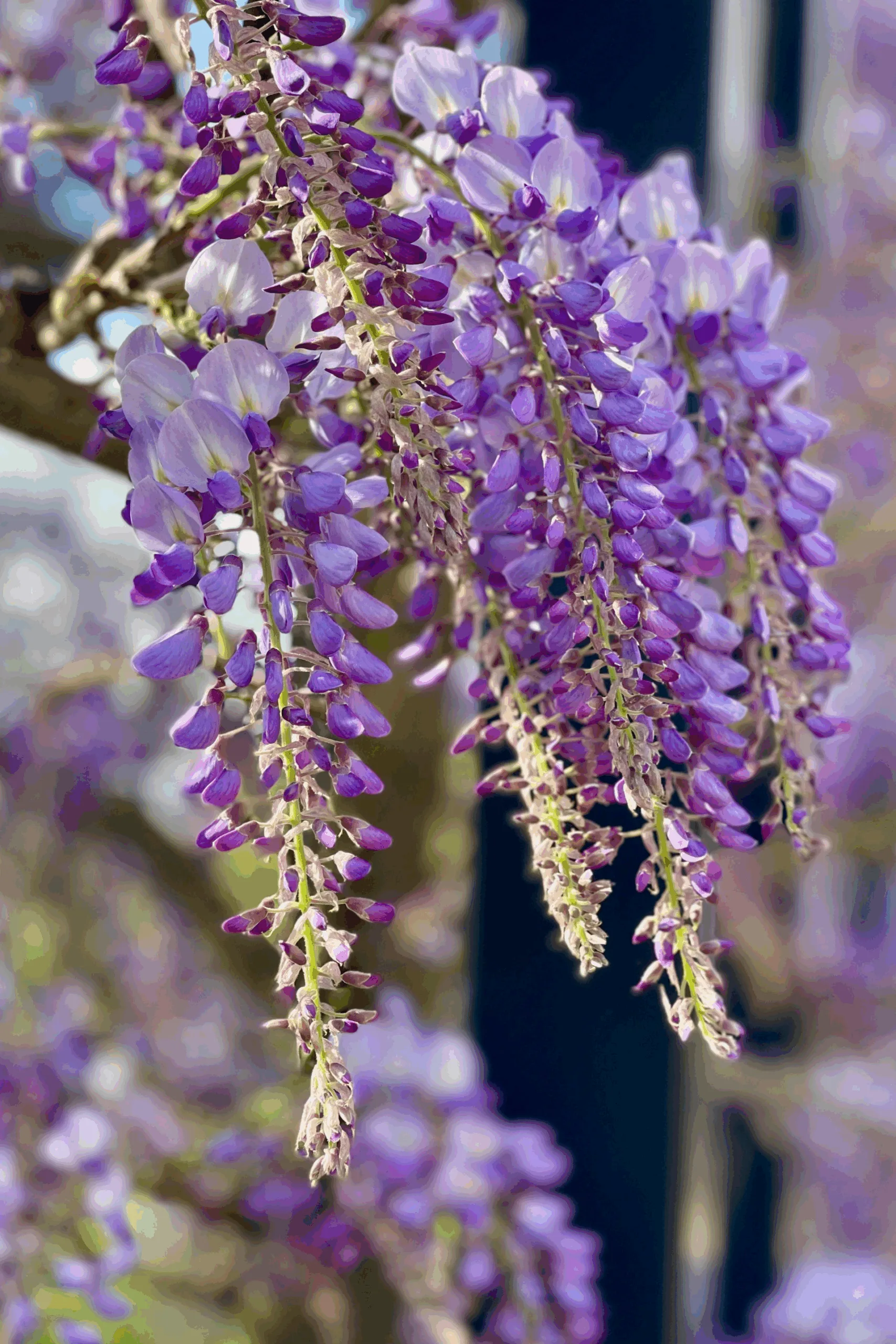 wisteria leaves