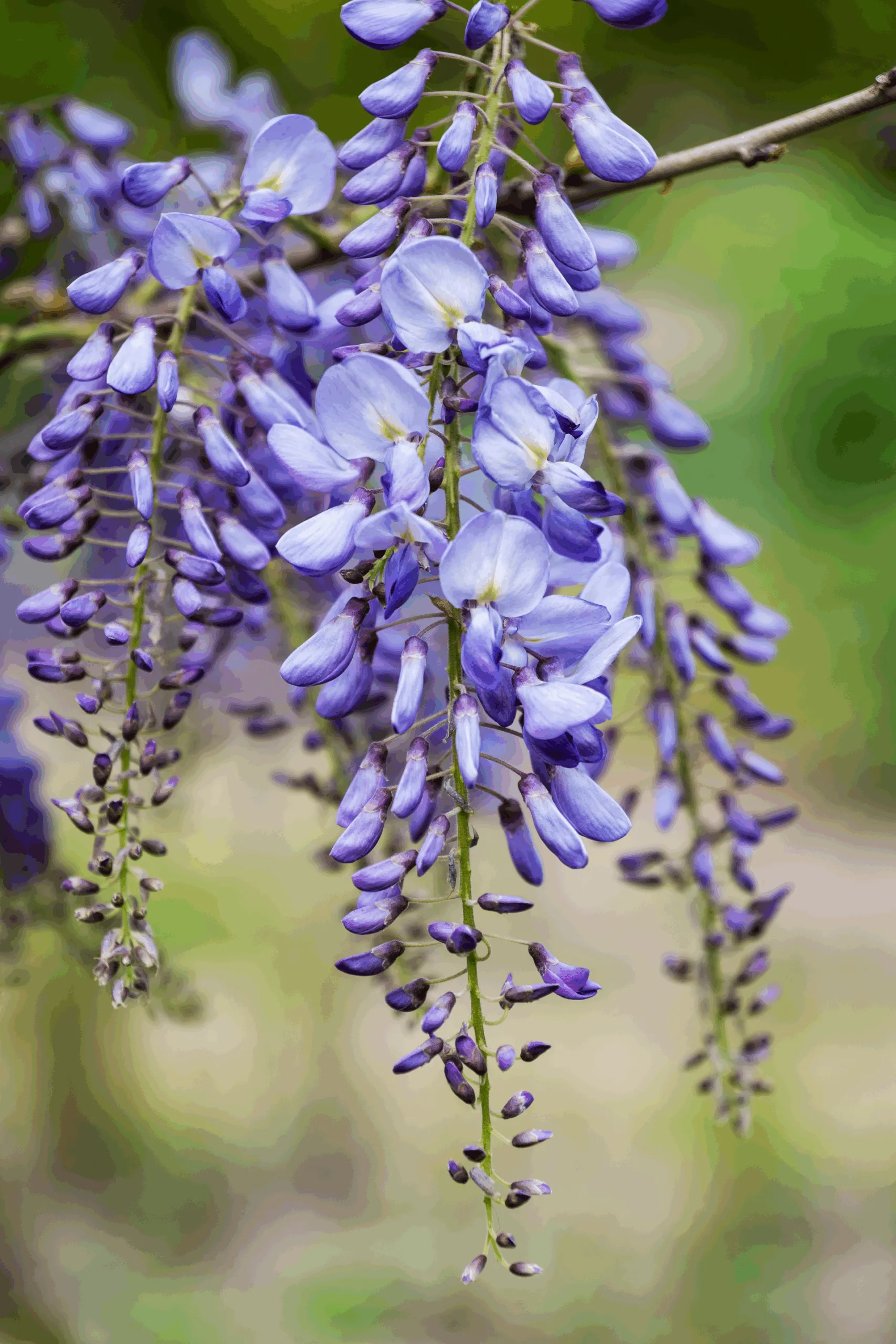 beautiful wisteria leaves in bloom on roots