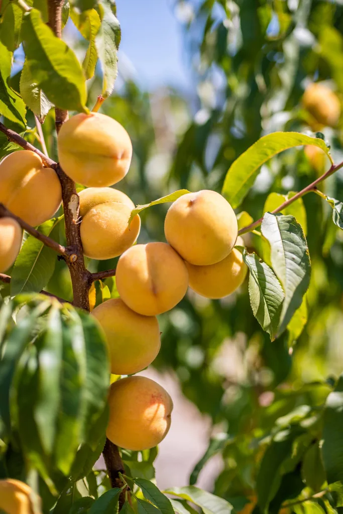 close up of golden queen how to grow peaches with very yellow orange peaches on branches