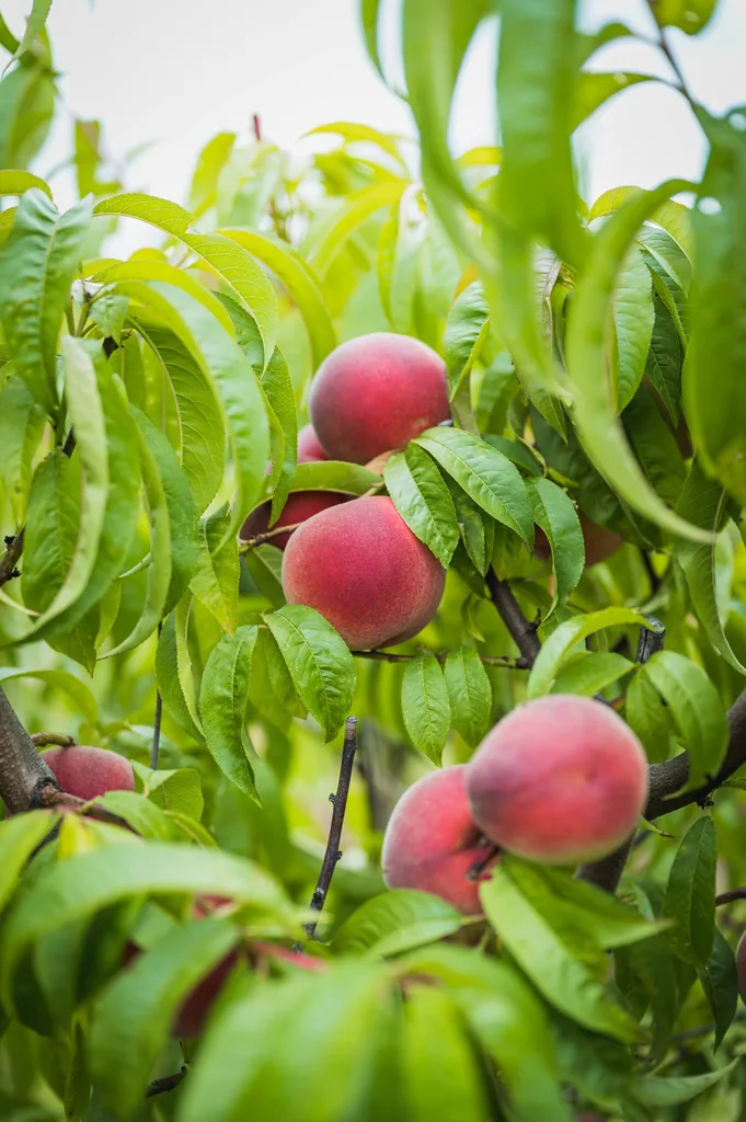 peach variety tasty zee for how to grow peaches with very pink coloured peach surrounded by leaves
