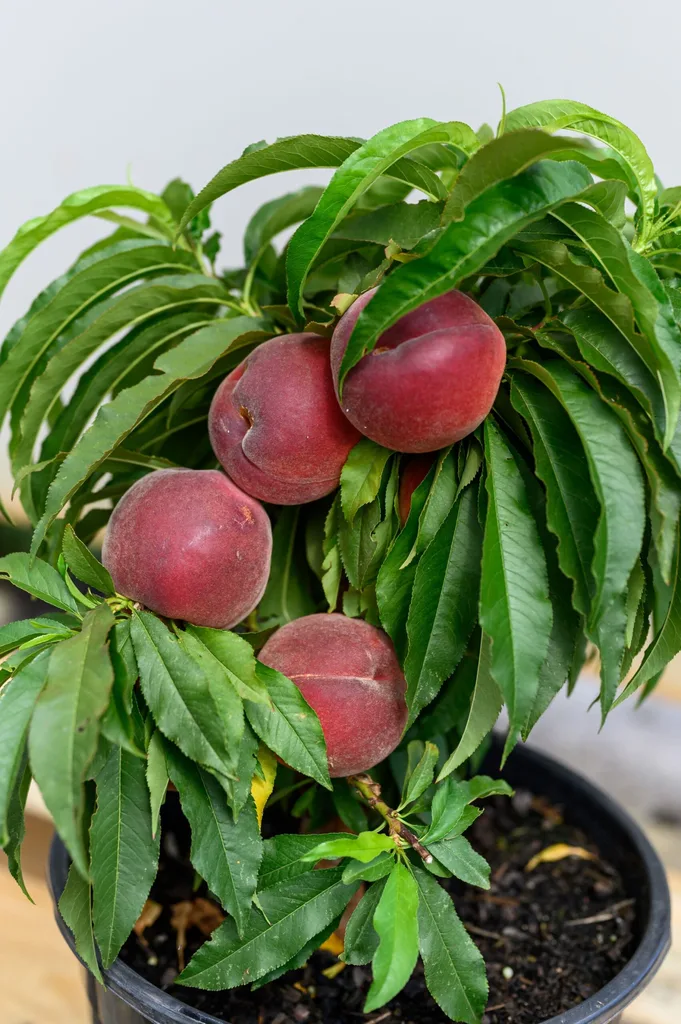 trixzie pixzee growing small in pot with deeper pink peaches