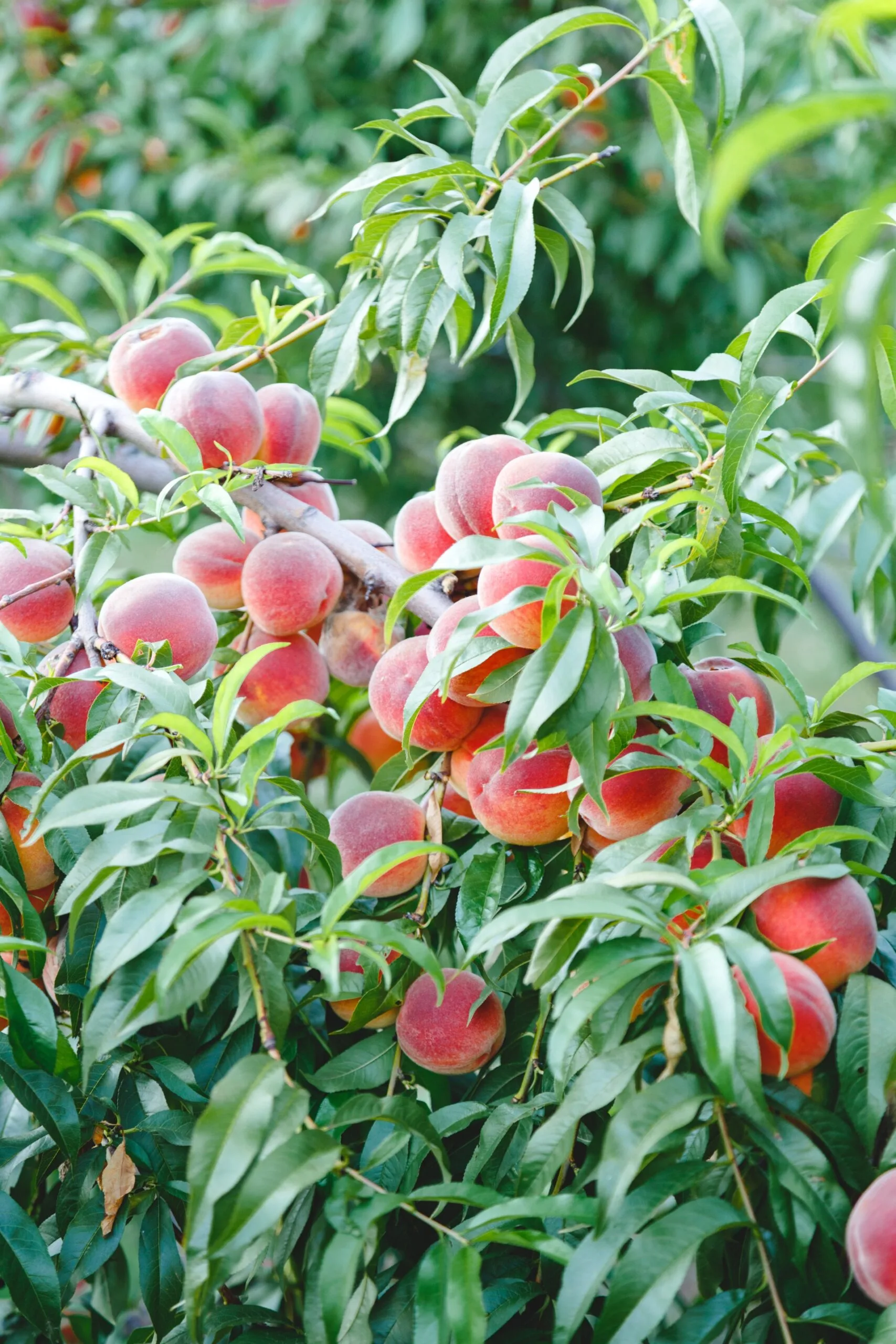 peach tree with yellowy pink peaches in a cluster surrounded by thin triangle shaped leaves